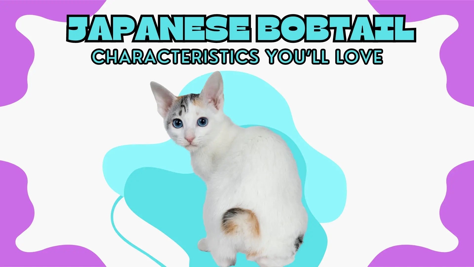 Cat Breeds from Japan: Fascinating Feline Varieties
