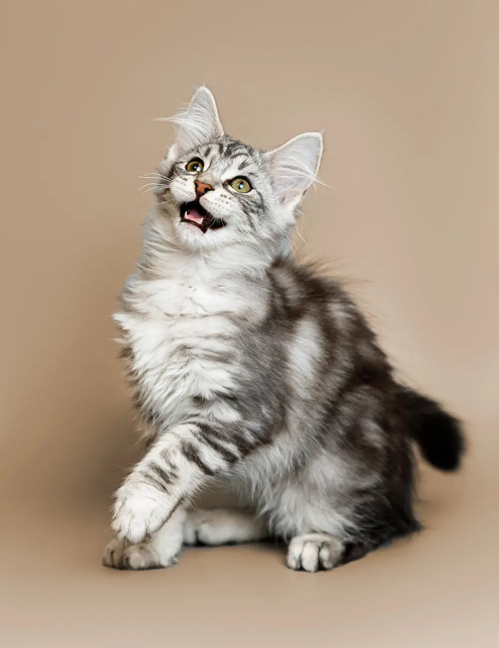 Maine Coon Cat Lifespan and Aging Gracefully