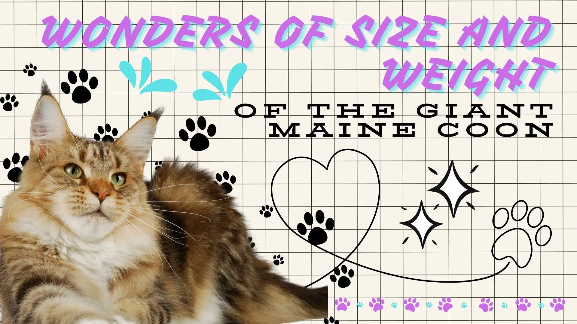 View of Discover the Impressive Size of Maine Coons Today!
