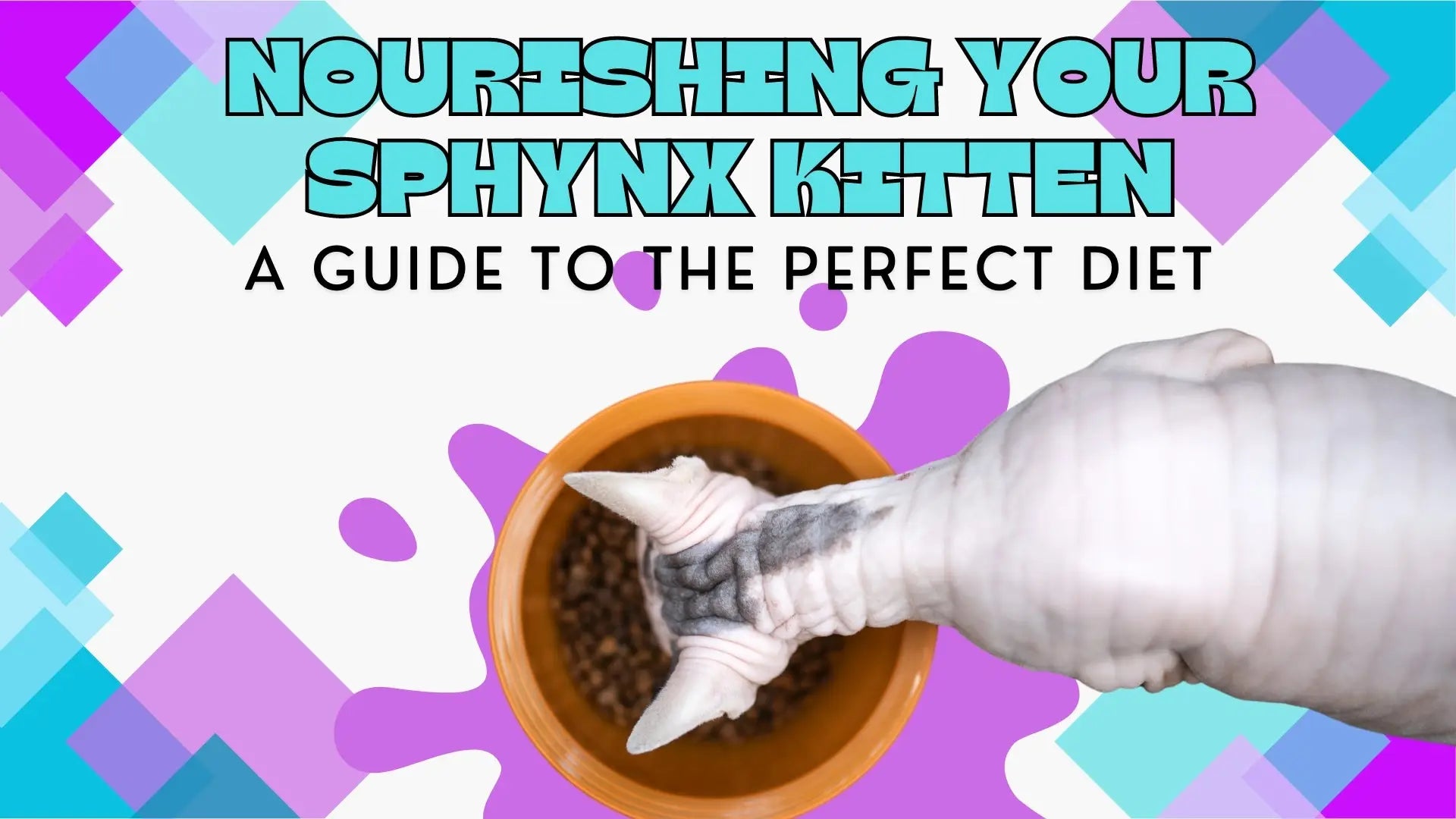 Image showcasing Perfect Diet Tips for your Sphynx Kitten's Health