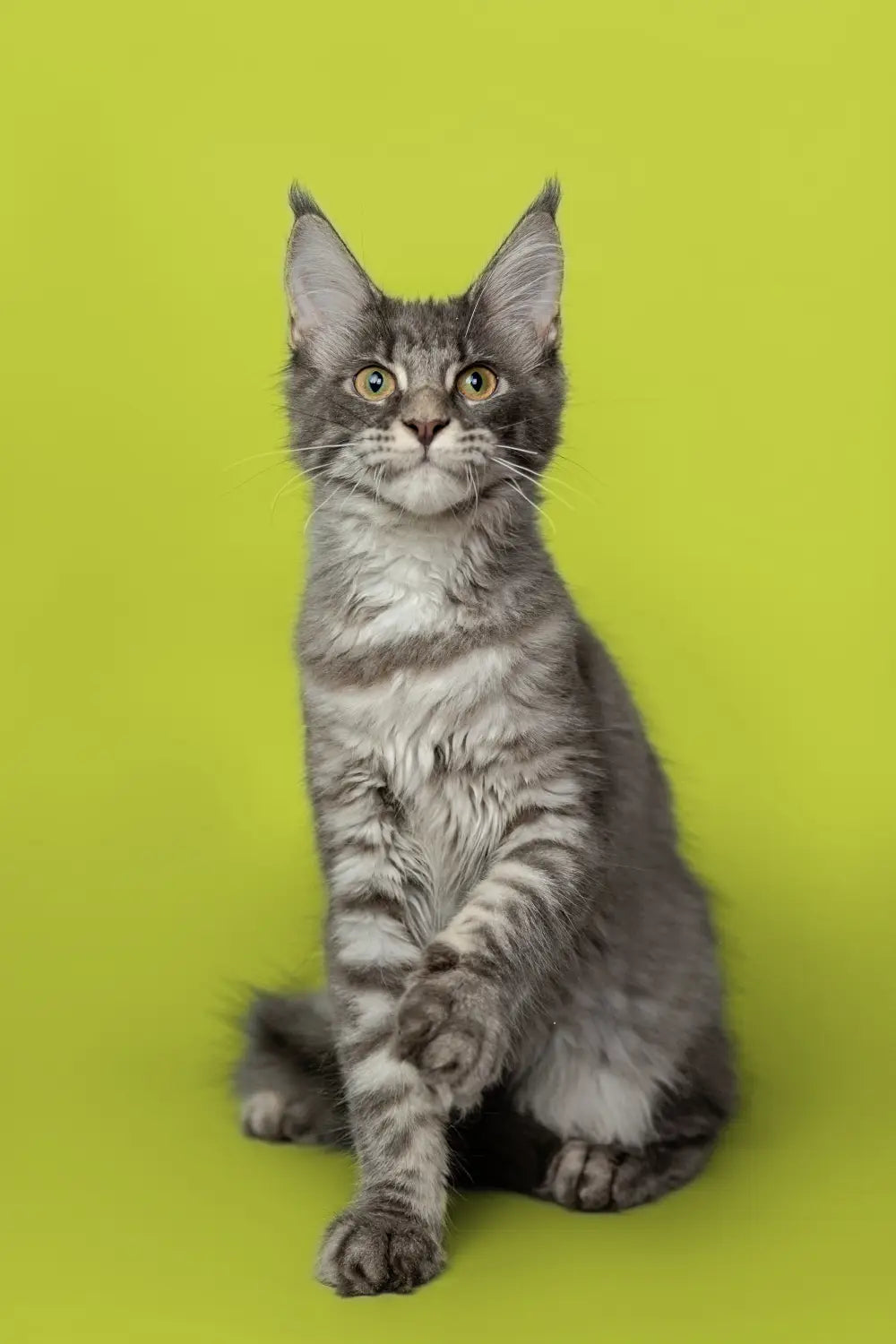 Short-Haired Maine Coon Cats: A Comprehensive Guide