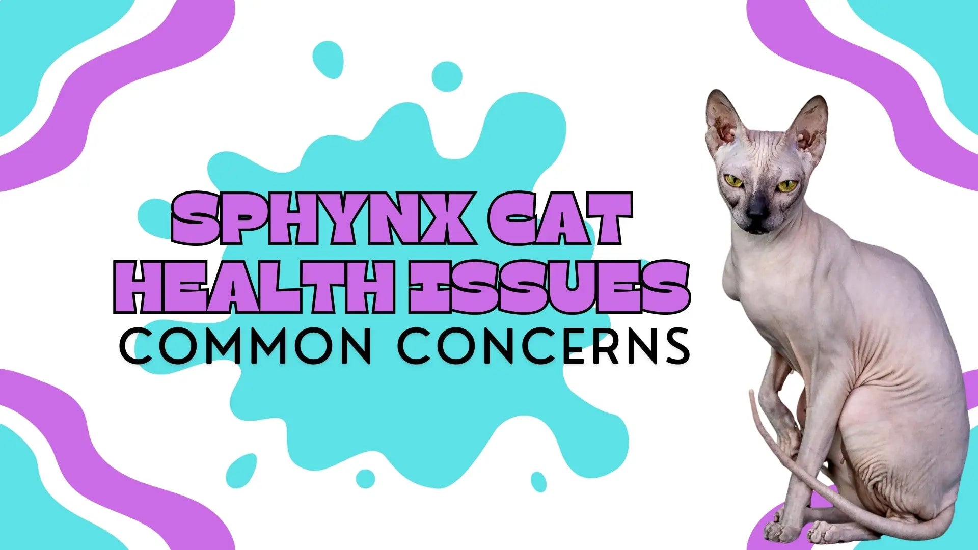 Tackle Sphynx Cat Health Issues Like a Pro