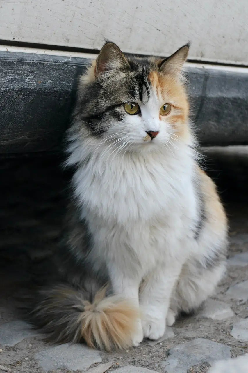 Discover the Magic of Norwegian Forest Cats Today!, image size:853x1280