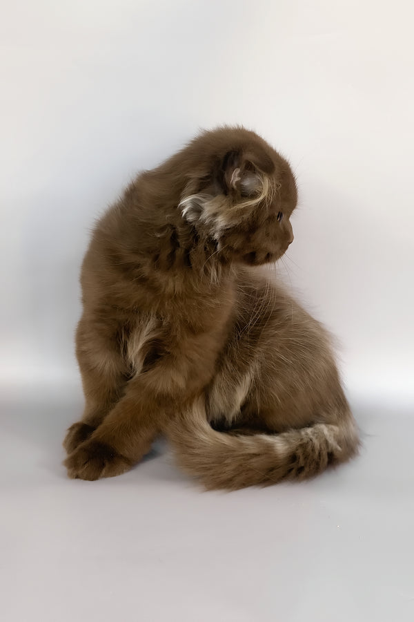 Paolo | Scottish Fold Longhair Kitten