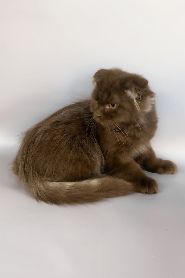 Paolo | Scottish Fold Longhair Kitten