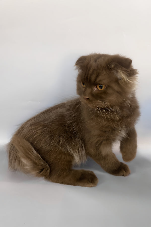 Paolo | Scottish Fold Longhair Kitten