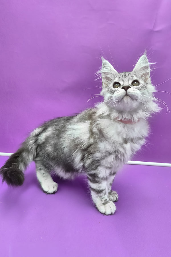 Koko | Maine Coon Kitten