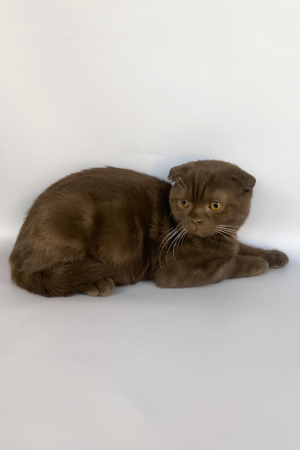 Prince | Scottish Fold Kitten