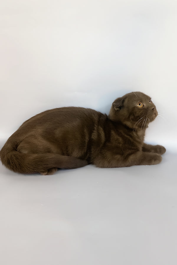 Prince | Scottish Fold Kitten