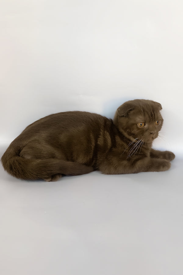 Prince | Scottish Fold Kitten