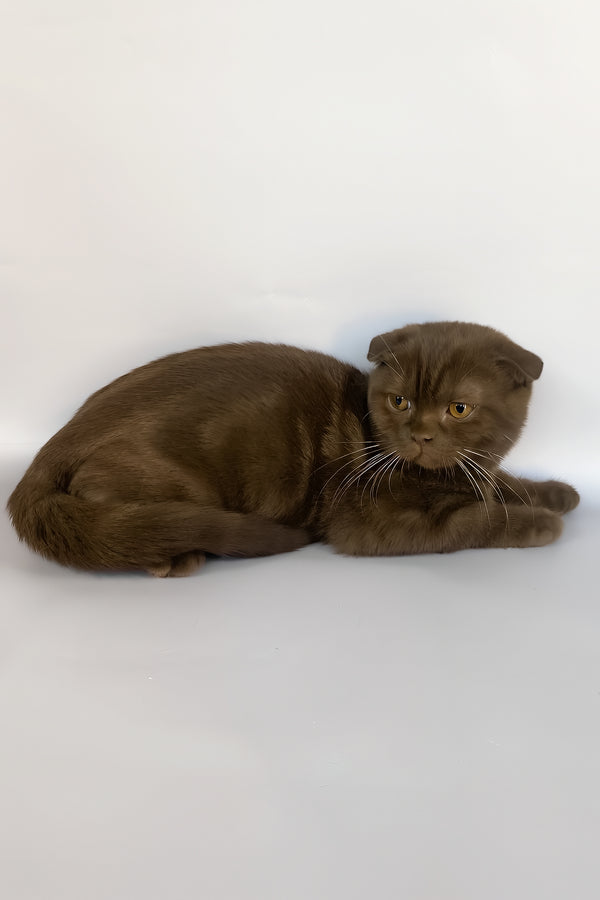 Prince | Scottish Fold Kitten