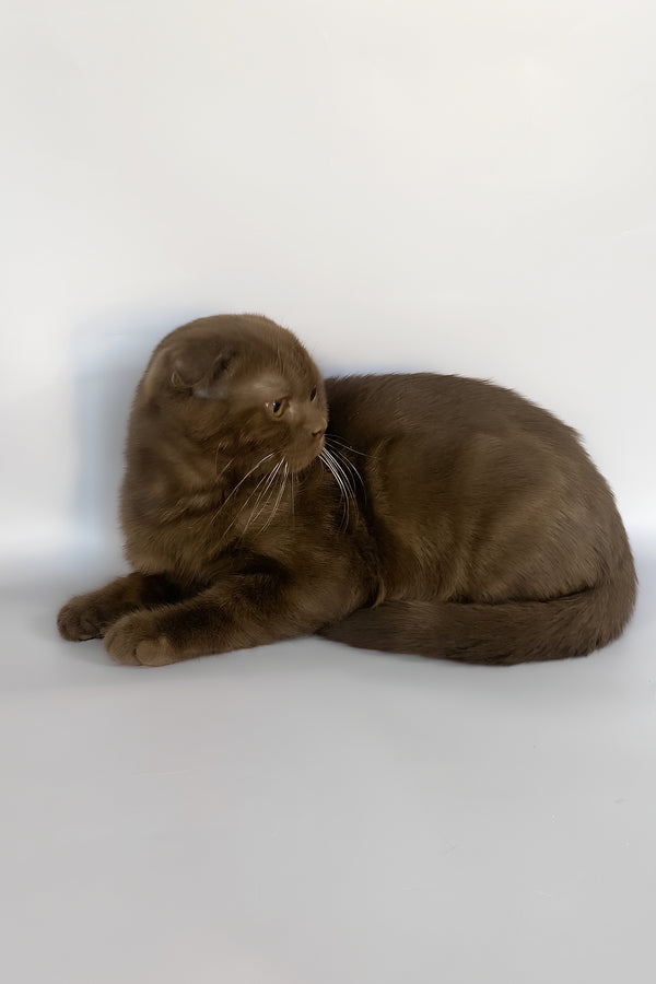 Prince | Scottish Fold Kitten