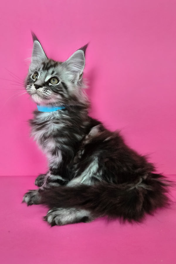 Lear | Maine Coon Kitten