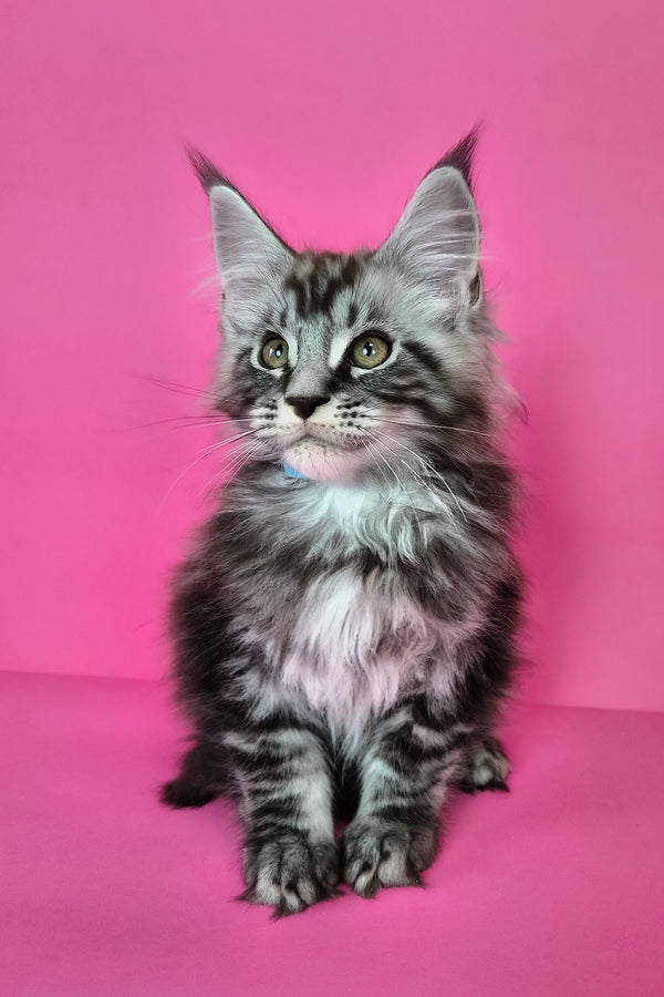 Lear | Maine Coon Kitten
