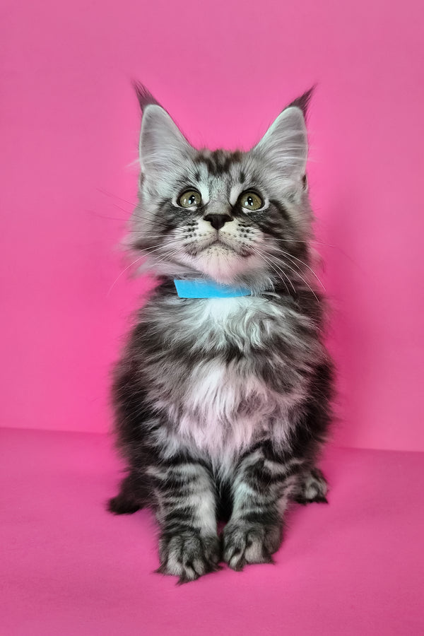 Lear | Maine Coon Kitten