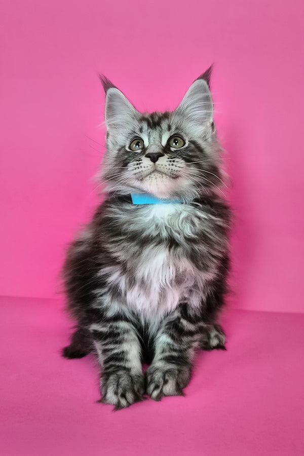 Lear | Maine Coon Kitten