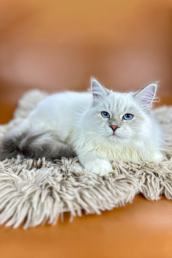 Jasper | Siberian Kitten