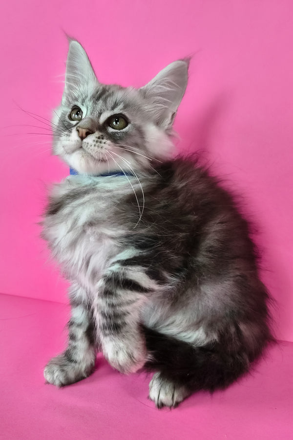 Lex | Maine Coon Kitten