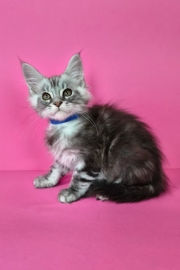 Lex | Maine Coon Kitten