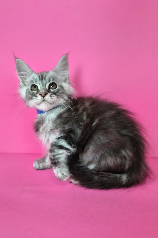 Lex | Maine Coon Kitten