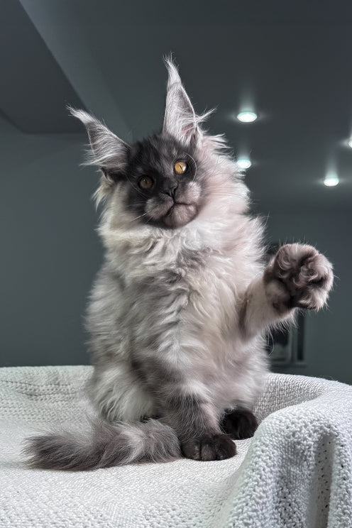 Quex | Maine Coon Kitten