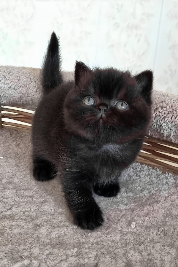 Tom | British Shorthair Kitten