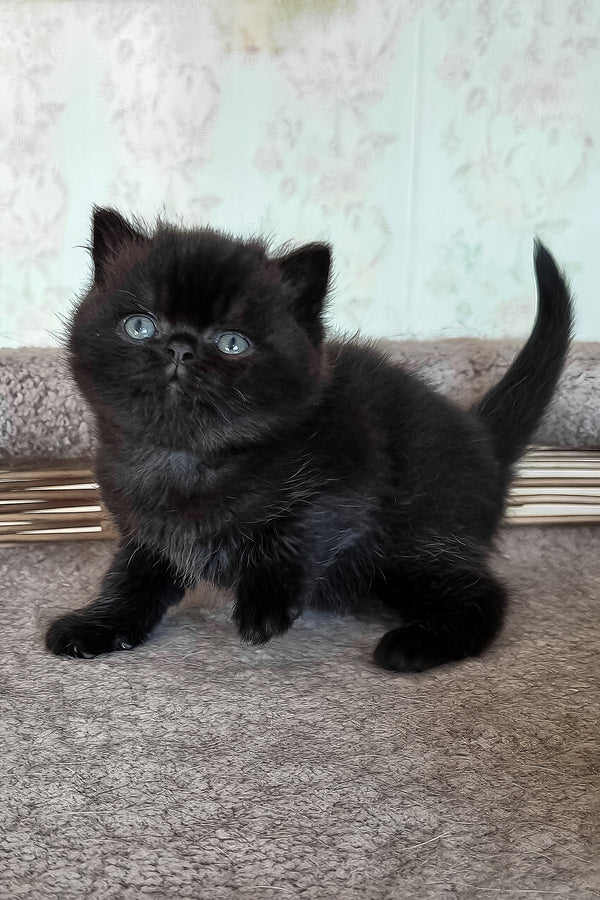 Tom | British Shorthair Kitten