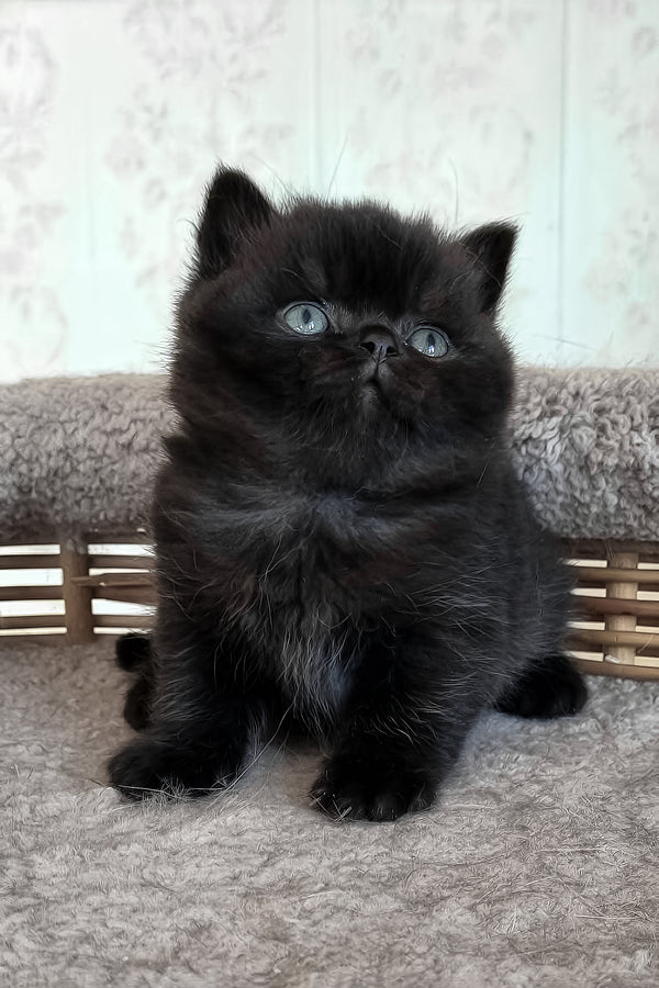 Tom | British Shorthair Kitten