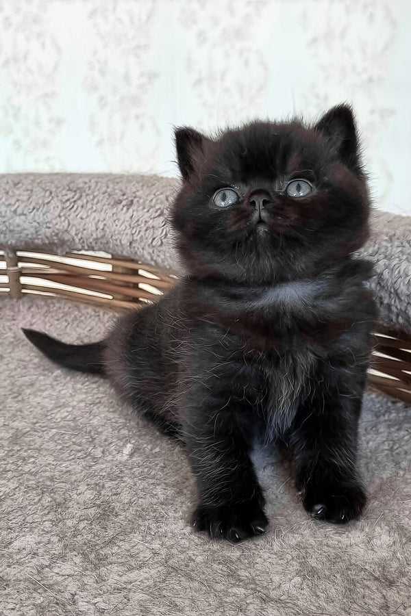 Tom | British Shorthair Kitten