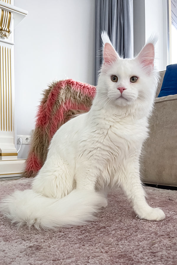 Ace | Maine Coon Kitten