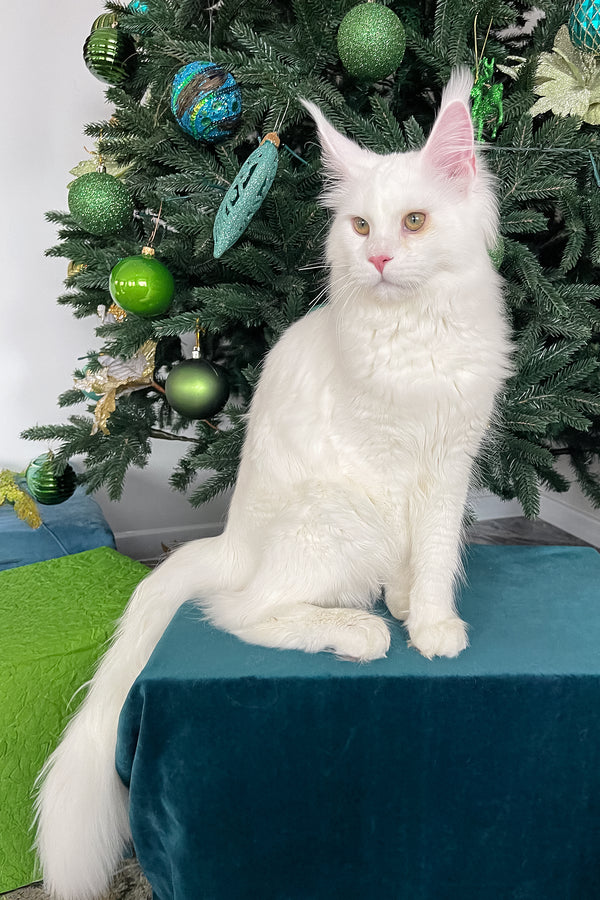 Ace | Maine Coon Kitten