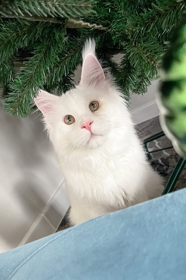 Ace | Maine Coon Kitten