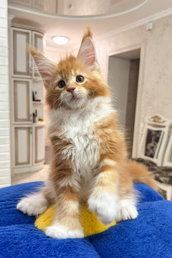 Alan | Polydactyl Maine Coon