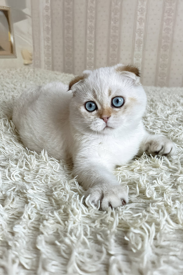 Alon | Scottish Fold Kitten