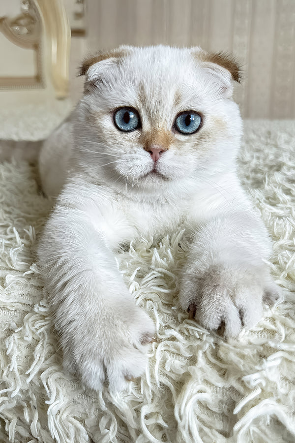 Alon | Scottish Fold Kitten
