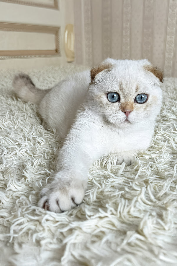 Alon | Scottish Fold Kitten