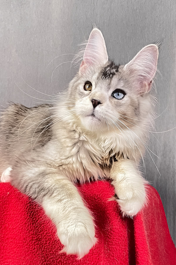 Anyuta | Maine Coon Kitten