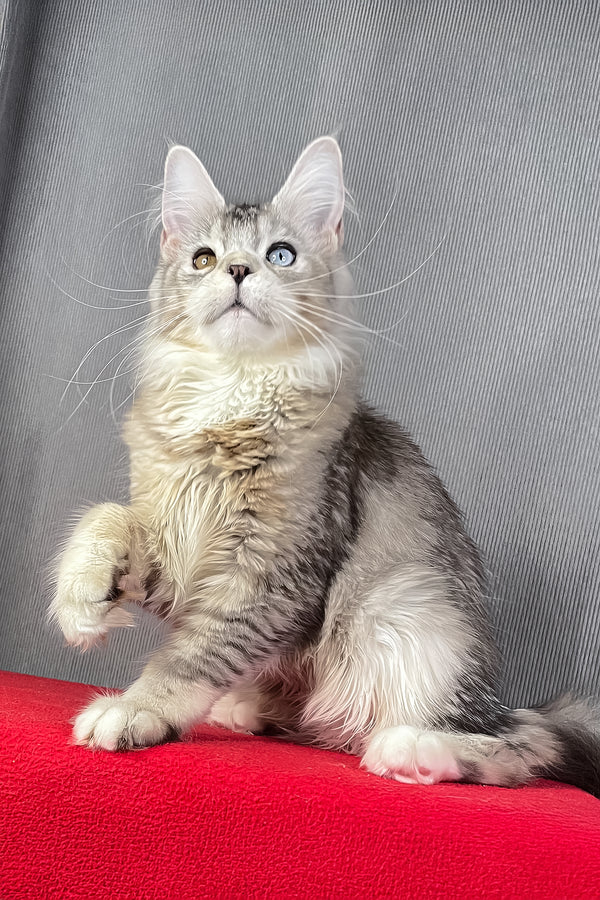 Anyuta | Maine Coon Kitten