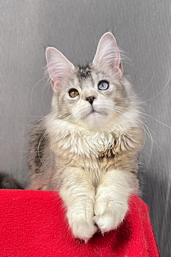Anyuta | Maine Coon Kitten