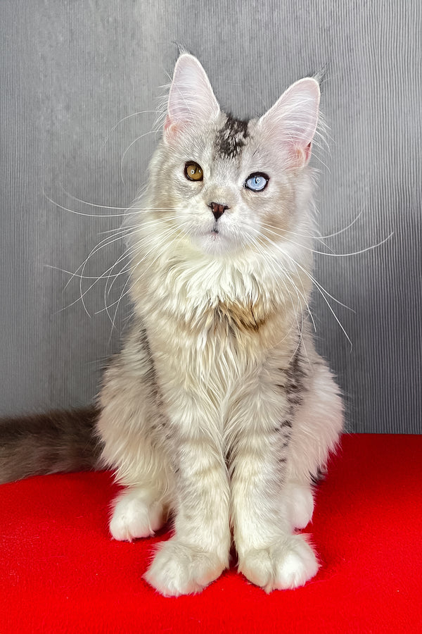 Anyuta | Maine Coon Kitten