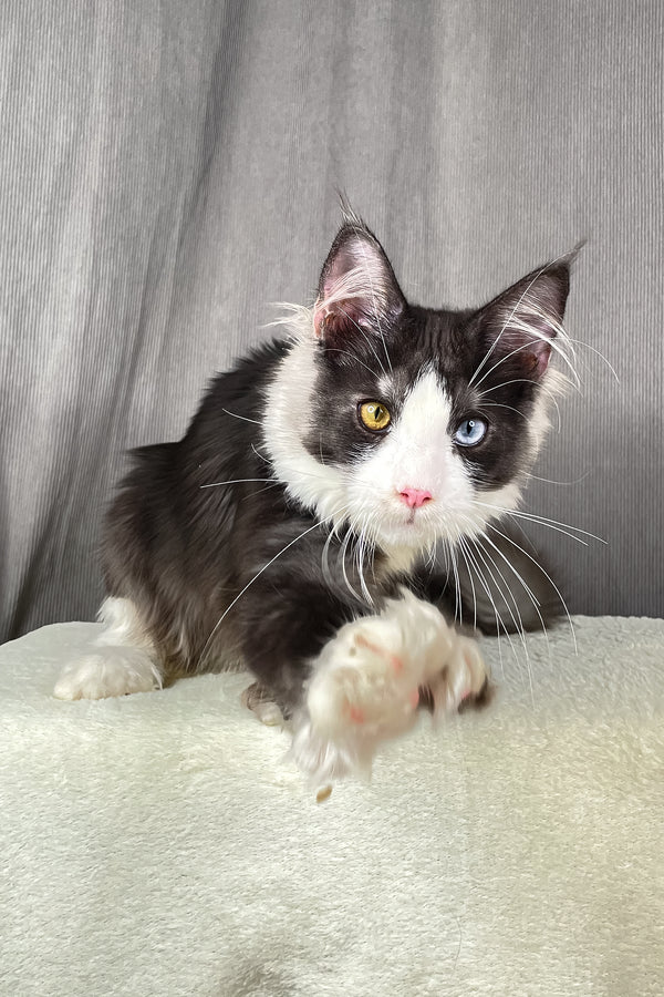 Aphrodite | Polydactyl Maine Coon Kitten