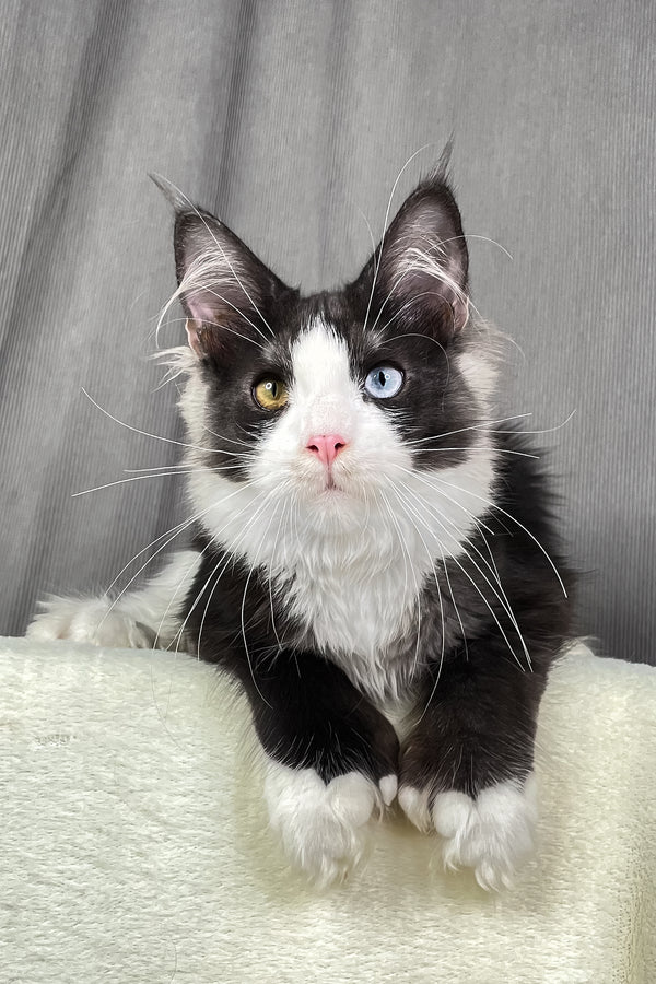 Aphrodite | Polydactyl Maine Coon Kitten