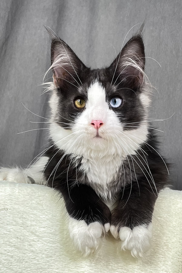 Aphrodite | Polydactyl Maine Coon Kitten