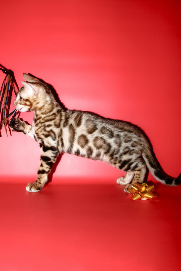 Archi | Bengal Kitten