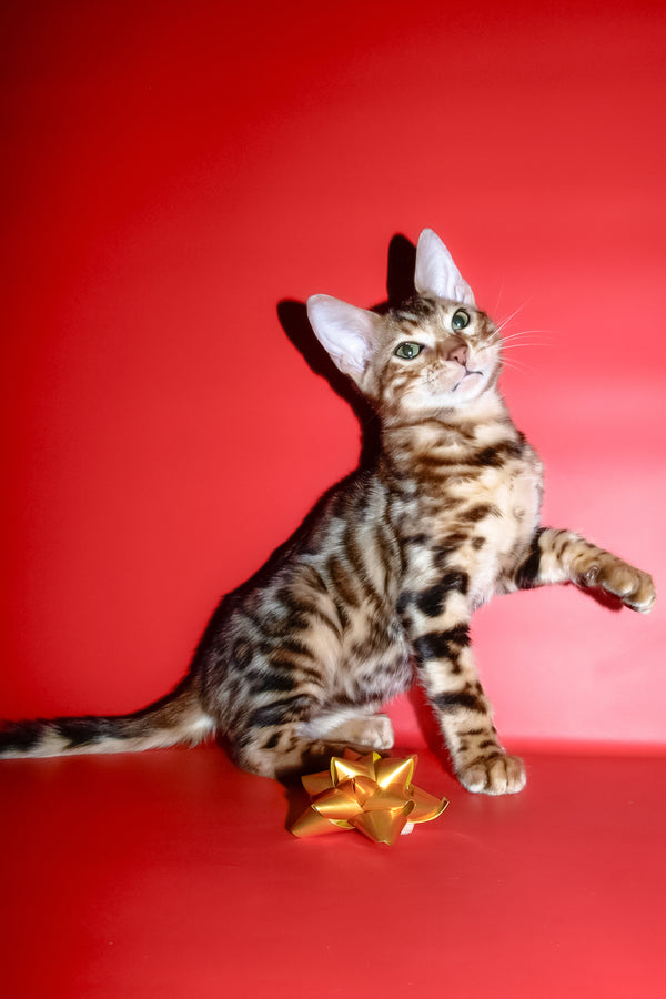 Archi | Bengal Kitten