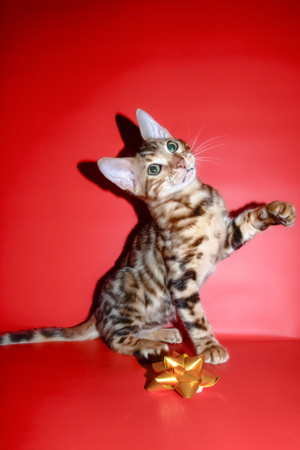Archi | Bengal Kitten