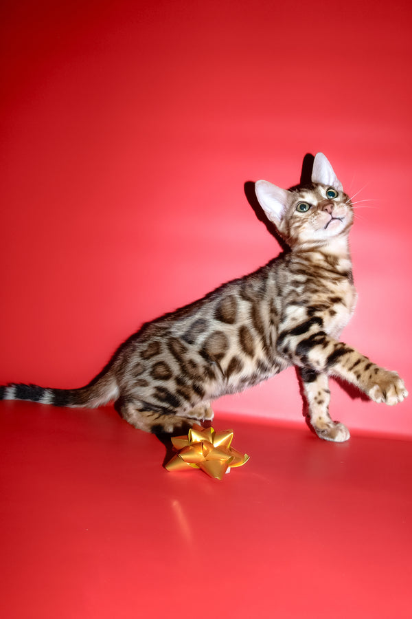 Archi | Bengal Kitten