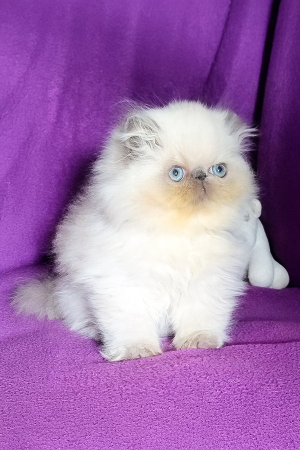 Arni | Persian Kitten