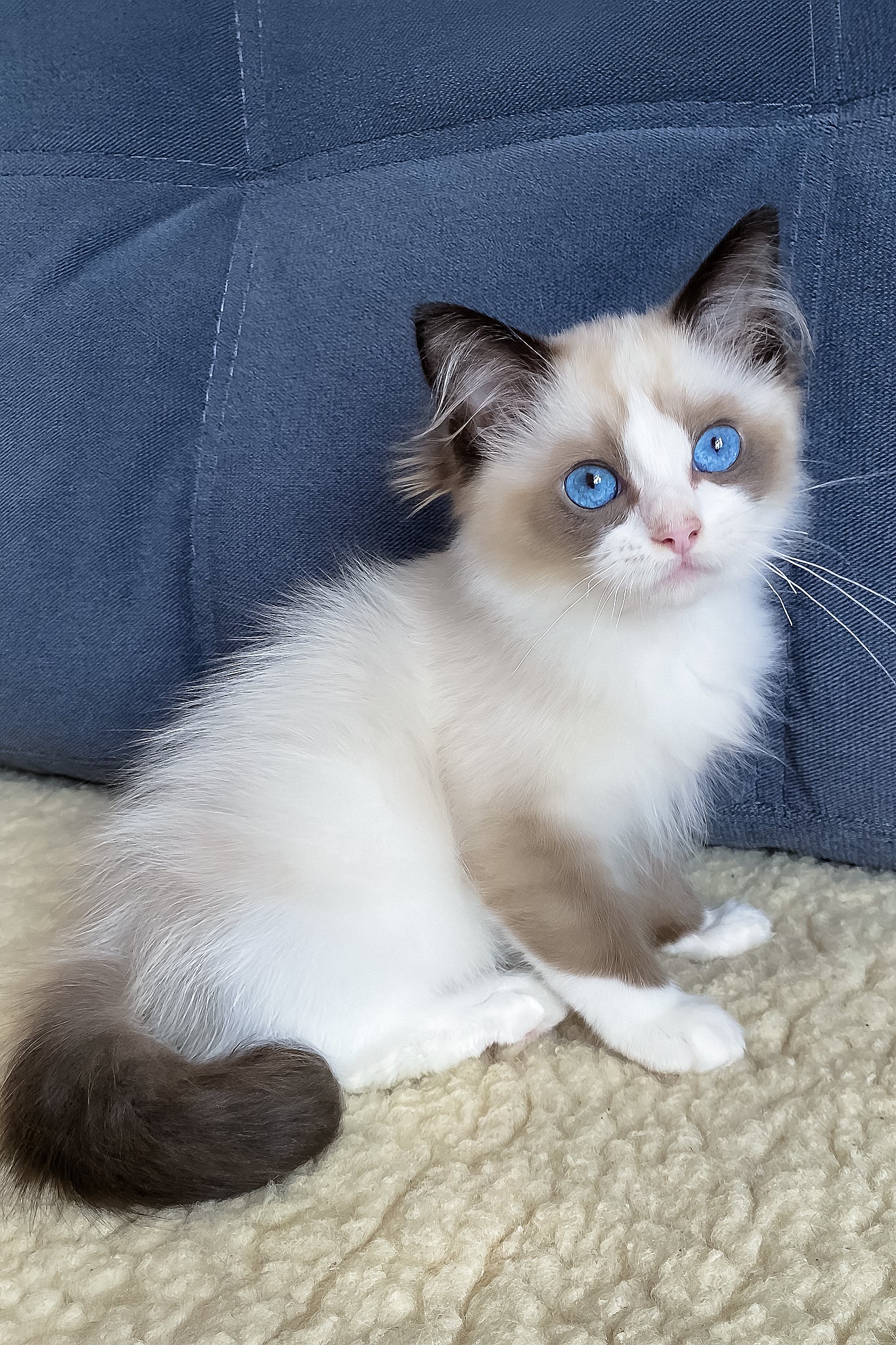 Meet Azart Your Dreamy Ragdoll Kitten