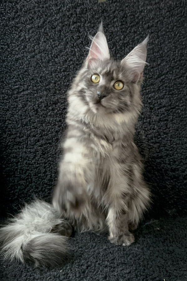 Barena | Maine Coon Kitten